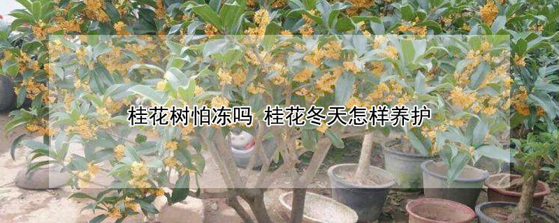 桂花樹(shù)怕凍嗎 桂花冬天怎樣養(yǎng)護(hù)