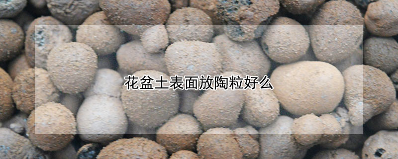 花盆土表面放陶粒好么