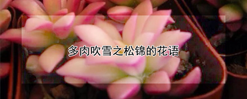 多肉吹雪之松錦的花語