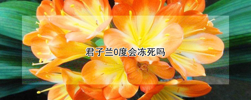 君子蘭0度會凍死嗎