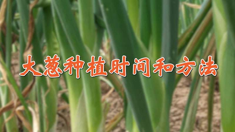 大蔥種植時(shí)間和方法