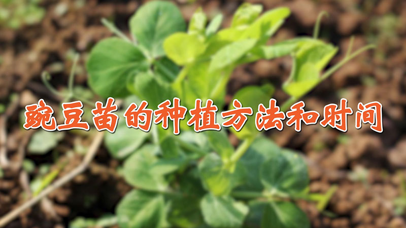 豌豆苗的種植方法和時間