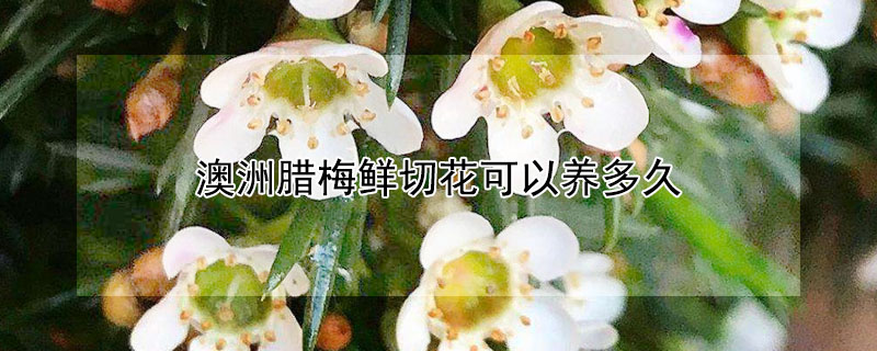 澳洲臘梅鮮切花可以養多久