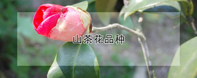 山茶花品種