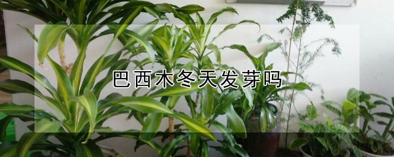 巴西木冬天發(fā)芽嗎