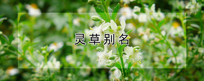 靈草別名