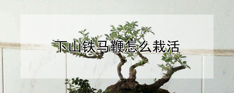 下山鐵馬鞭怎么栽活