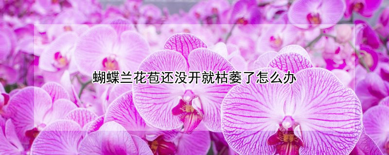 蝴蝶蘭花苞還沒(méi)開(kāi)就枯萎了怎么辦