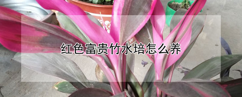 紅色富貴竹水培怎么養(yǎng)