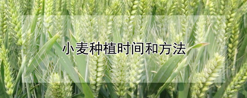 小麥種植時(shí)間和方法