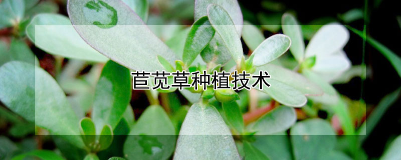 苣莧草種植技術