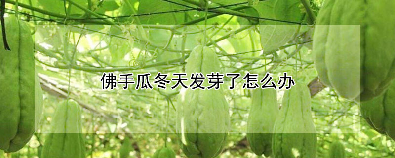 佛手瓜冬天發(fā)芽了怎么辦