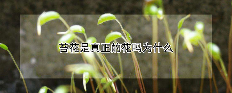 苔花是真正的花嗎為什么