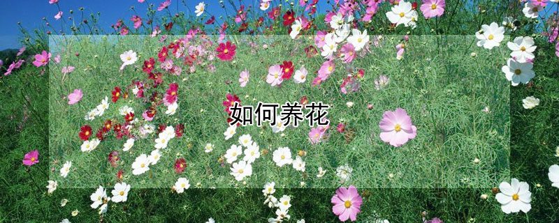 如何養(yǎng)花