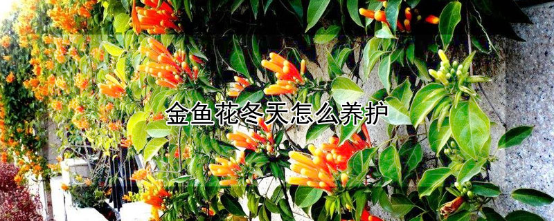 金魚花冬天怎么養(yǎng)護(hù)