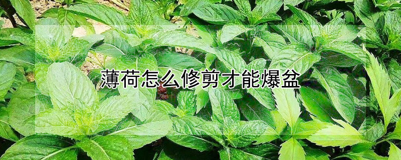 薄荷怎么修剪才能爆盆