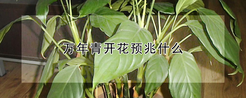 萬年青開花預(yù)兆什么