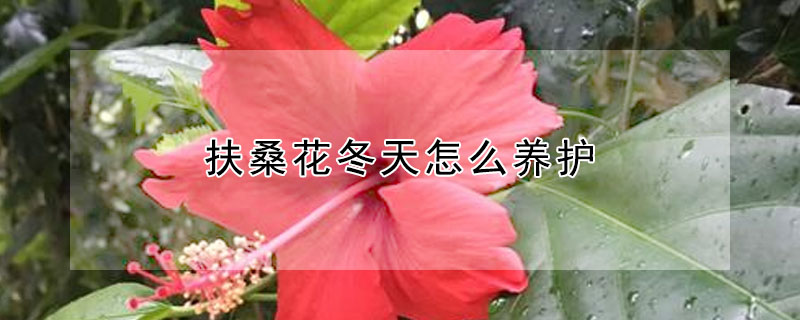 扶桑花冬天怎么養(yǎng)護