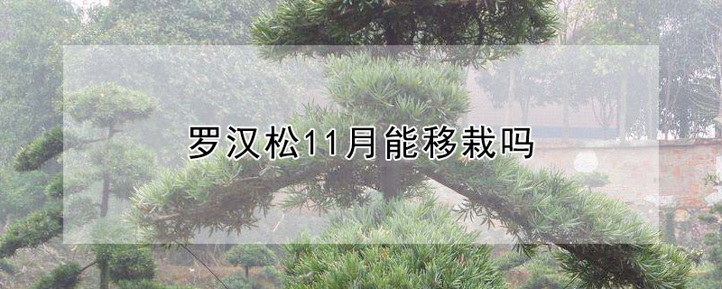 羅漢松11月能移栽嗎