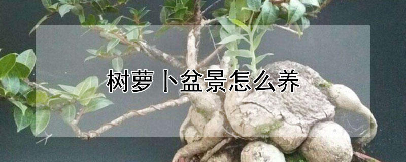 樹蘿卜盆景怎么養