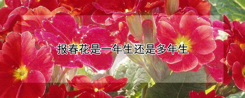 報春花是一年生還是多年生