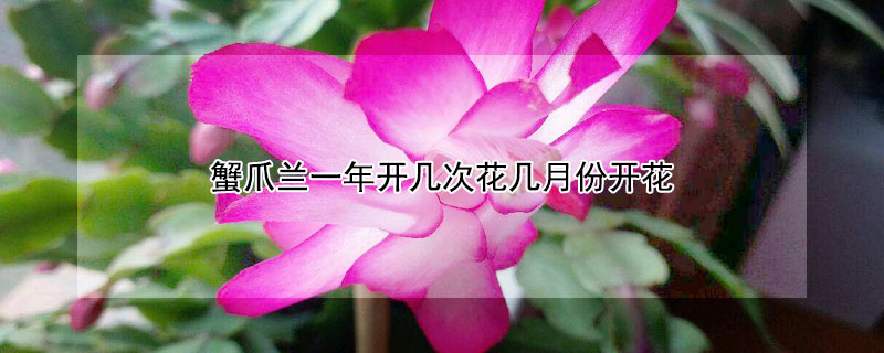 蟹爪蘭一年開幾次花幾月份開花