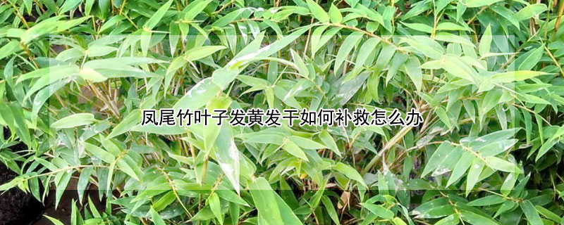 鳳尾竹葉子發黃發干如何補救怎么辦