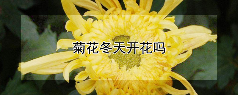 菊花冬天開花嗎