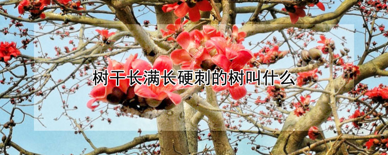 樹干長(zhǎng)滿長(zhǎng)硬刺的樹叫什么