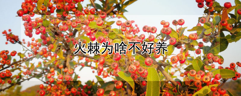 火棘為啥不好養(yǎng)