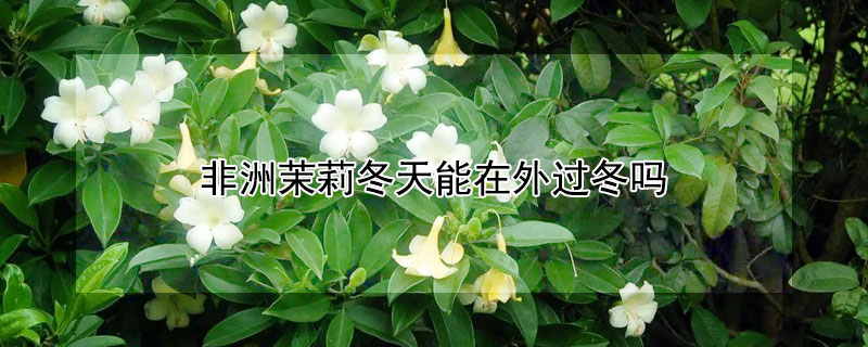 非洲茉莉冬天能在外過(guò)冬嗎