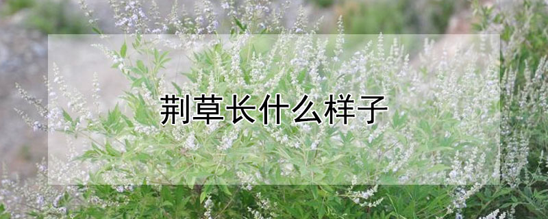 荊草長什么樣子