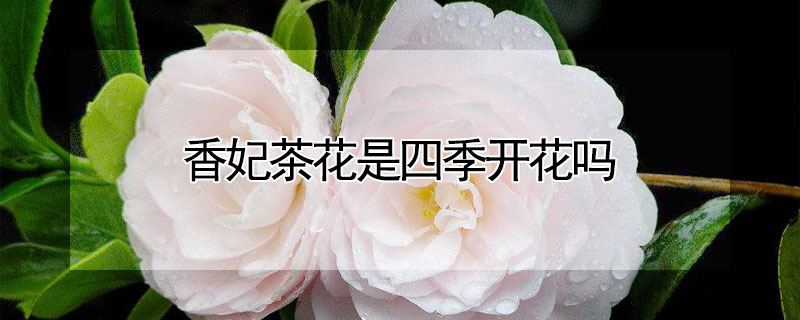 香妃茶花是四季開花嗎