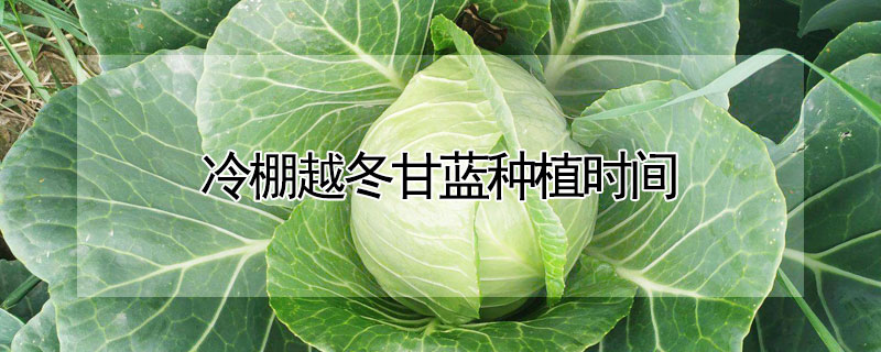 冷棚越冬甘藍(lán)種植時間