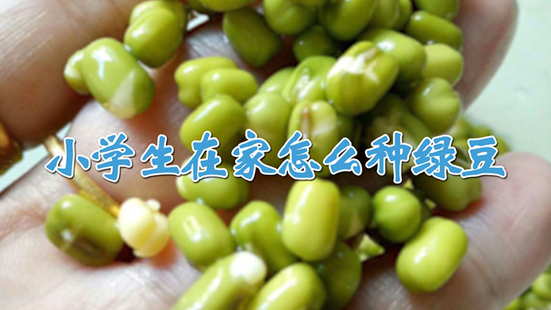 小學(xué)生在家怎么種綠豆