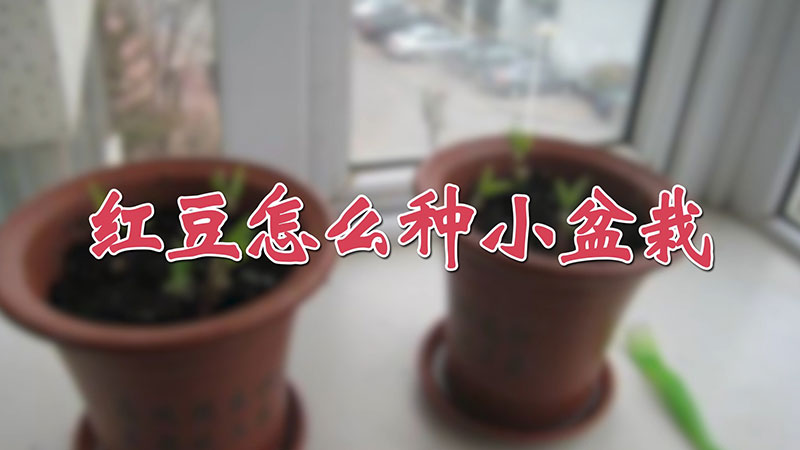 紅豆怎么種小盆栽