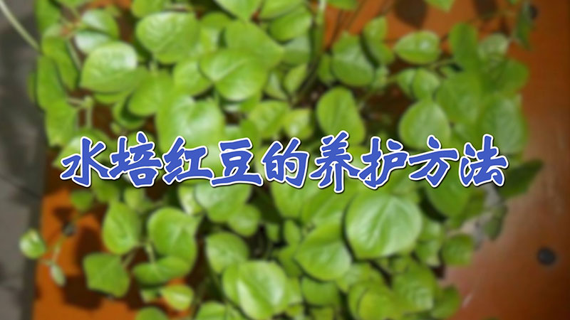 水培紅豆的養(yǎng)護(hù)方法