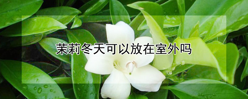 茉莉冬天可以放在室外嗎