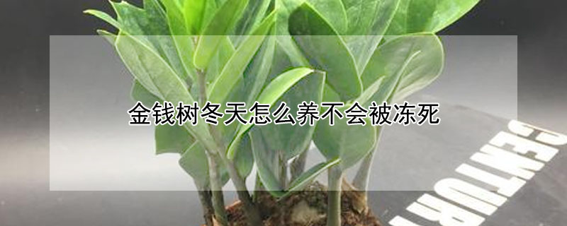 金錢樹冬天怎么養不會被凍死