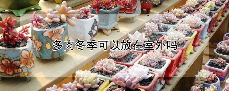 多肉冬季可以放在室外嗎