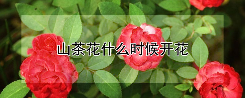 山茶花什么時候開花