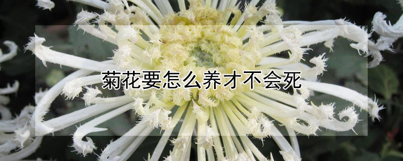 菊花要怎么養(yǎng)才不會死