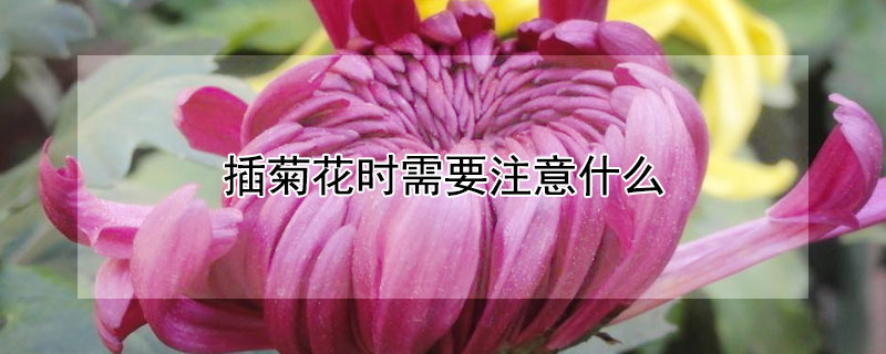 插菊花時(shí)需要注意什么