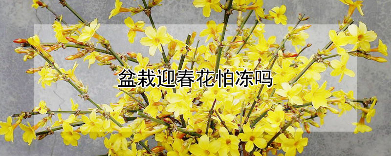 盆栽迎春花怕凍嗎