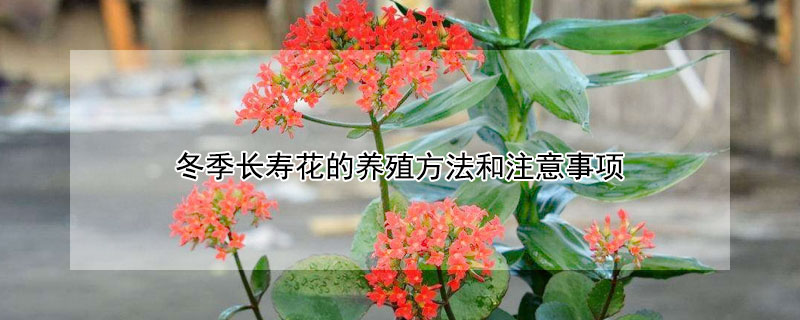 冬季長壽花的養(yǎng)殖方法和注意事項