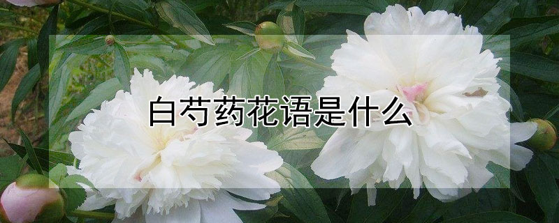 白芍藥花語是什么