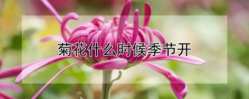 菊花什么時候季節開