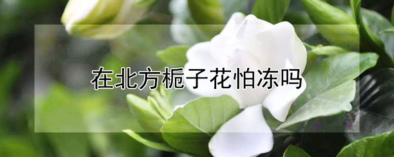 在北方梔子花怕凍嗎