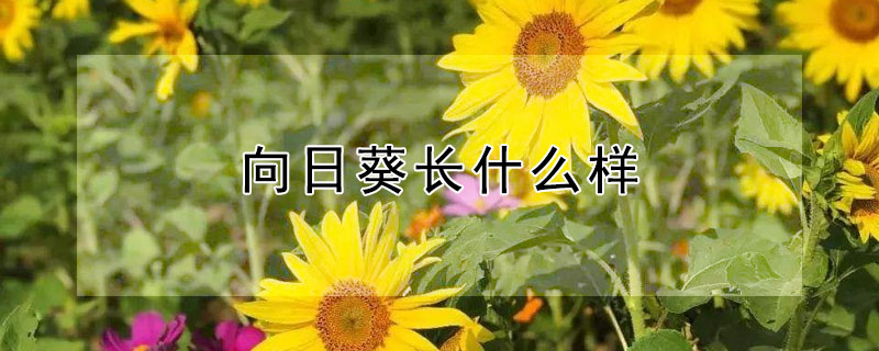 向日葵長什么樣