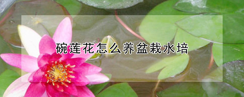 碗蓮花怎么養盆栽水培